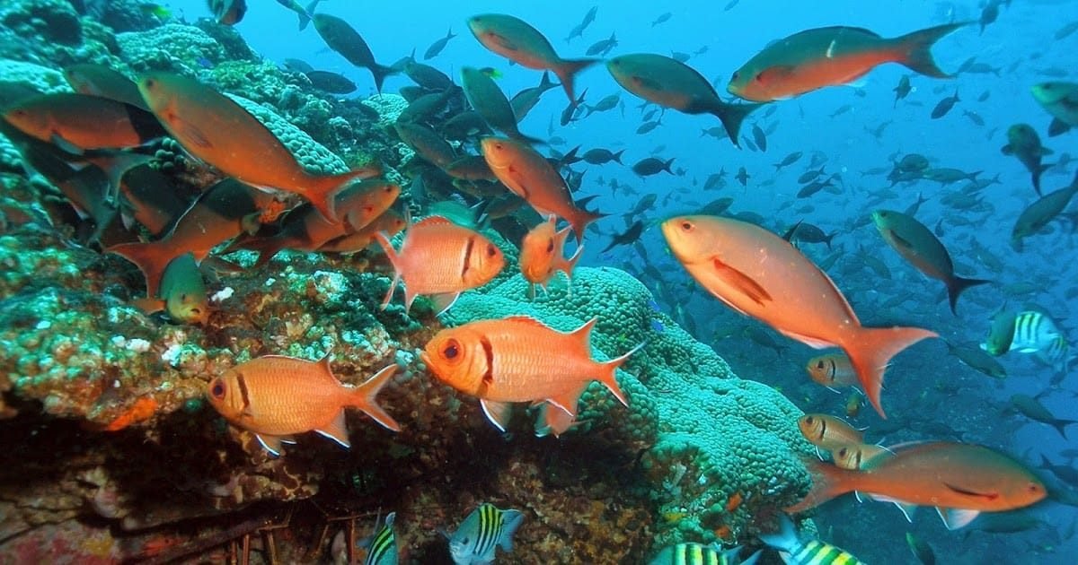 Coral reef and fish, Malvan Marine Sanctuary